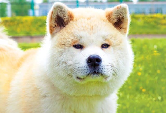 Cute light-coloured Akita dog
