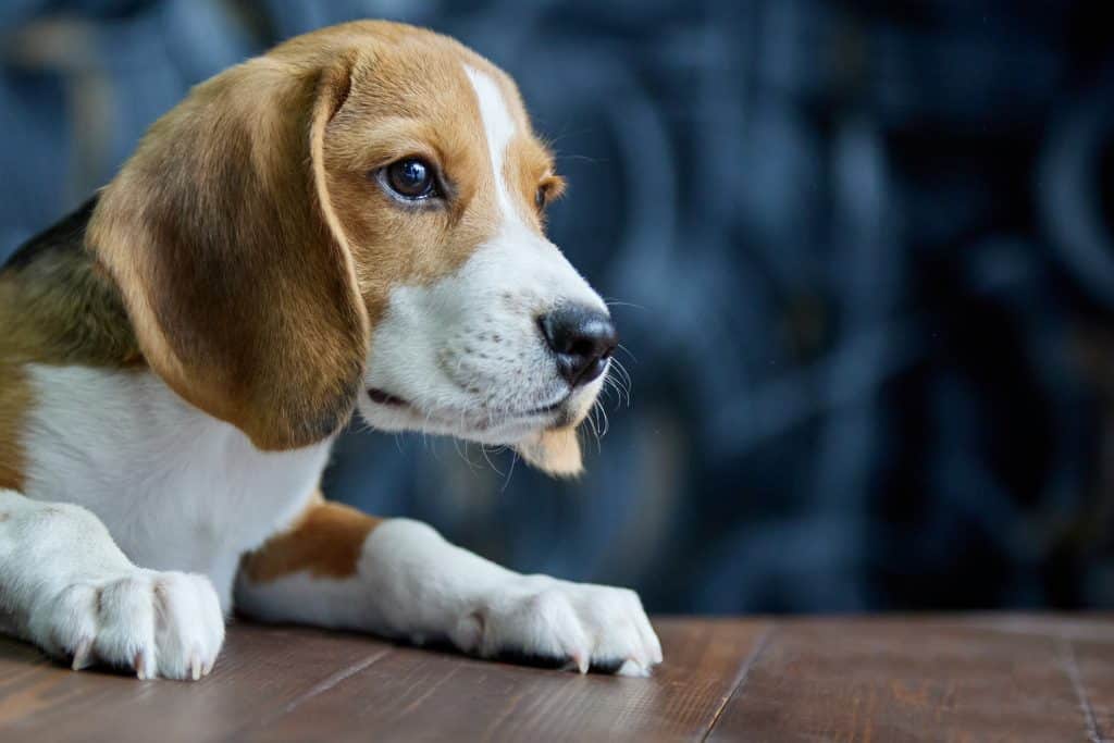 Hungry pleading look of the beagle puppy in the direction of the wooden table.