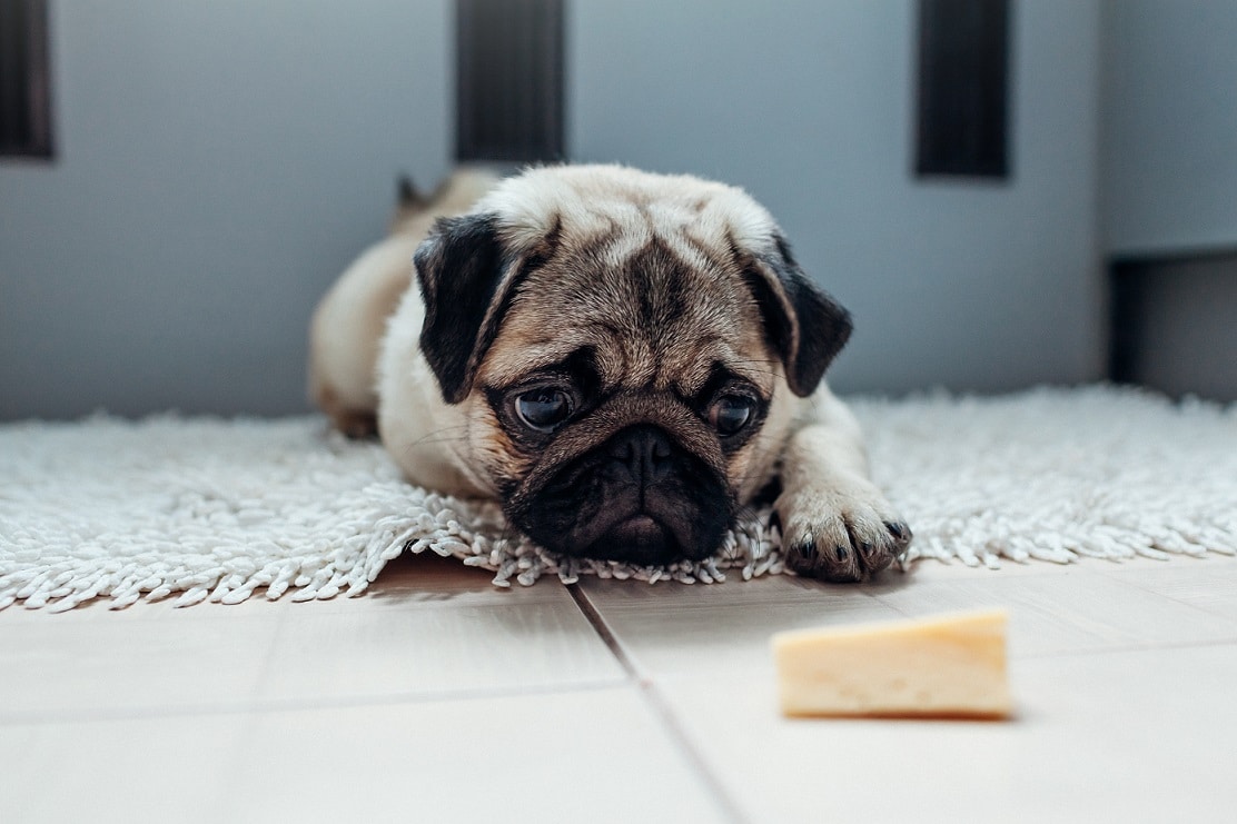 What cheese shop can dogs eat