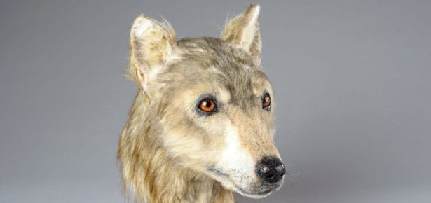 4,500-year-old Neolithic Dog Head Recreated—and it looks like a ...