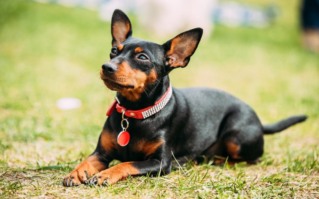 Miniature pinscher outdoors