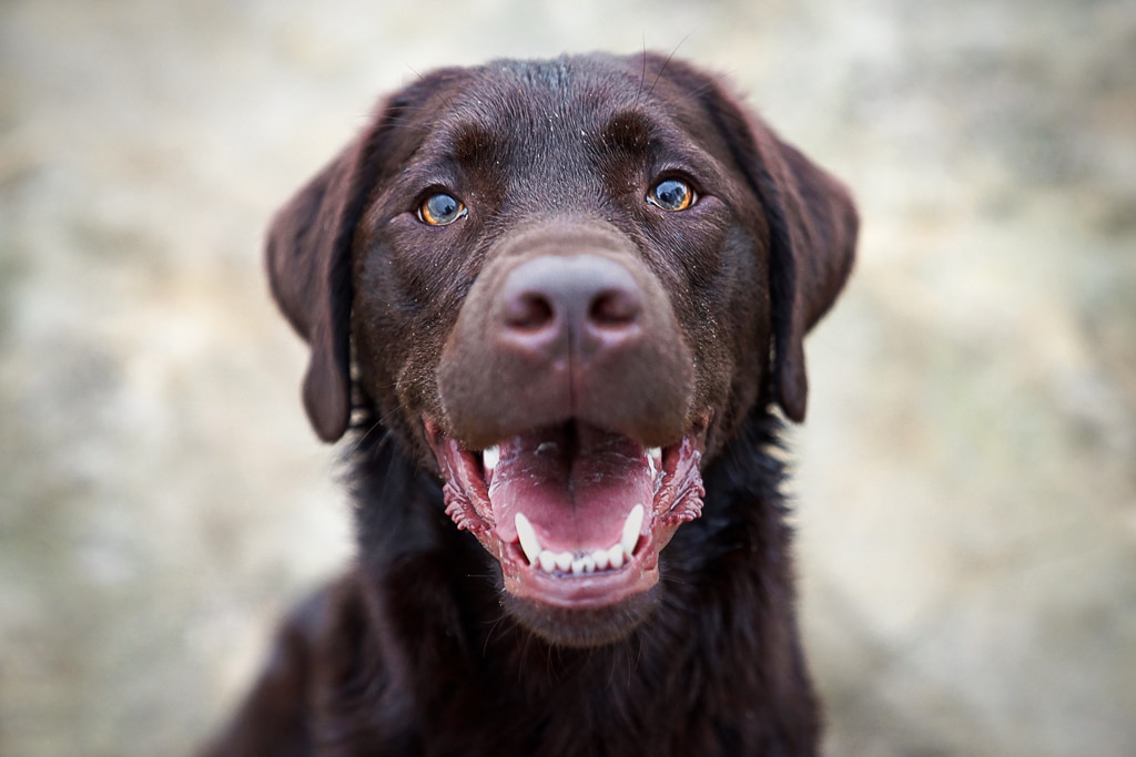 happy chocolate lab