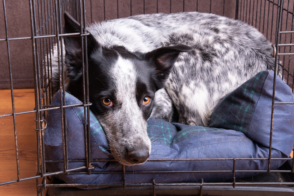 Dog resting in her crate