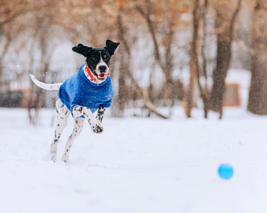 happy pointer mix dog playing with a ball in winter park