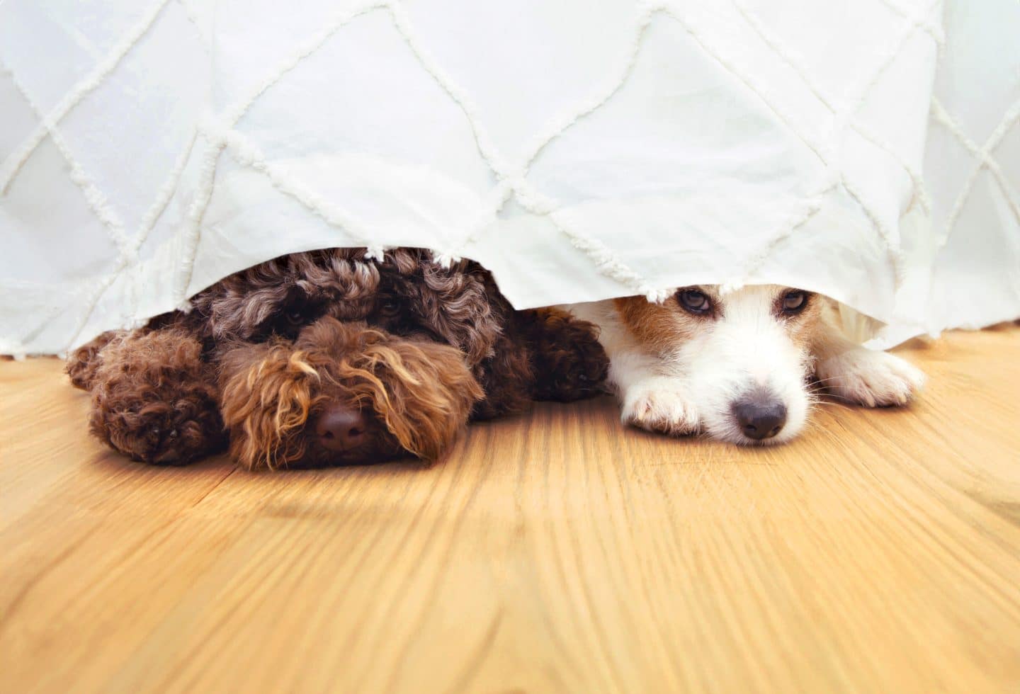 Two afraid or scared dogs below a curtain because of fireworks