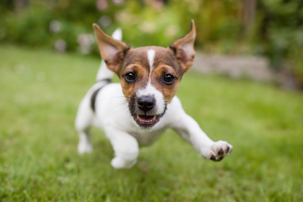 excited puppy