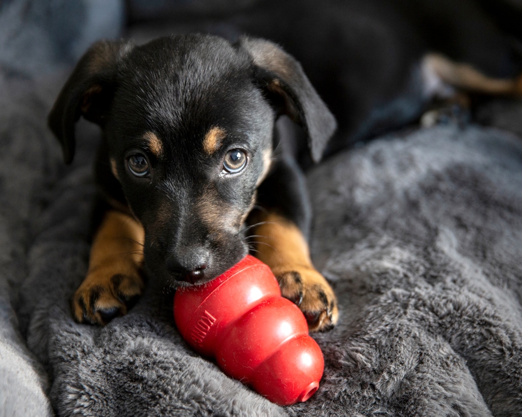 puppy with kong toy