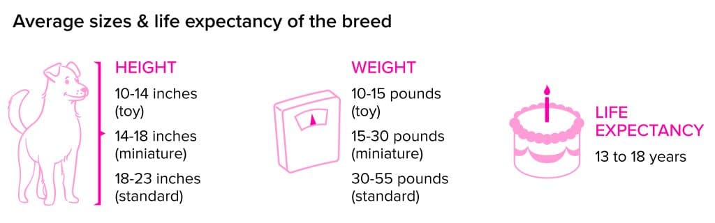 Xoloitzcuintli Breed statistics