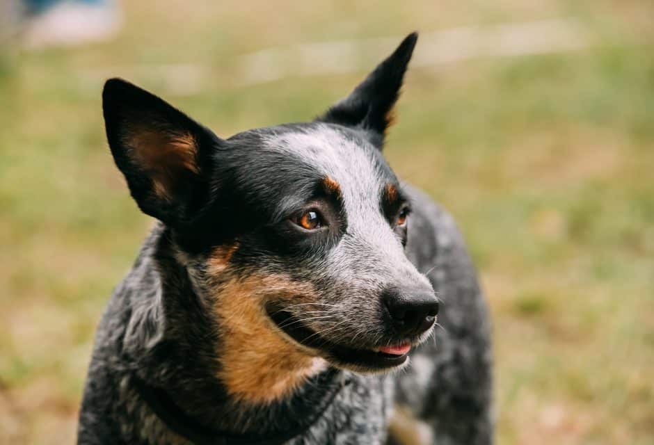 Australian Cattle Dog Close Up Portrait Outdoor. This Is Breed Of Herding Dog Originally Developed In Australia For Droving Cattle Over Long Distances Across Rough Terrain.