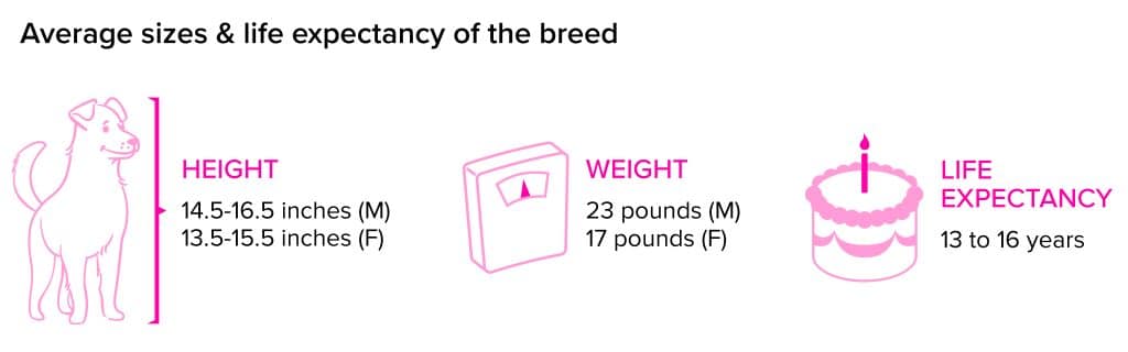 Shiba Inu breed statistics