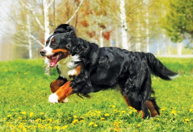 happy Beautiful Bernese mountain dog runs for fun in the summer outdoors