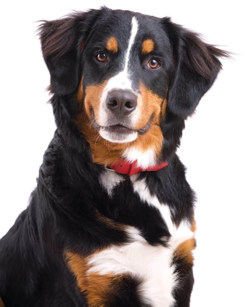 Bernese Mountain dog looking attentively at the camera