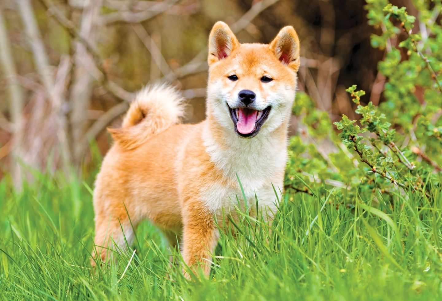 Shiba inu outdoors