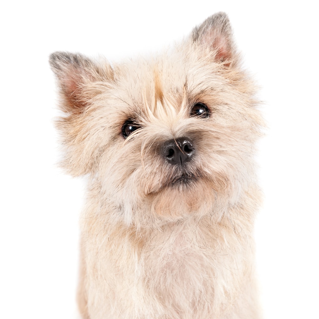 Cairn Terrier