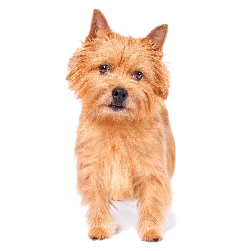 Norwich Terrier