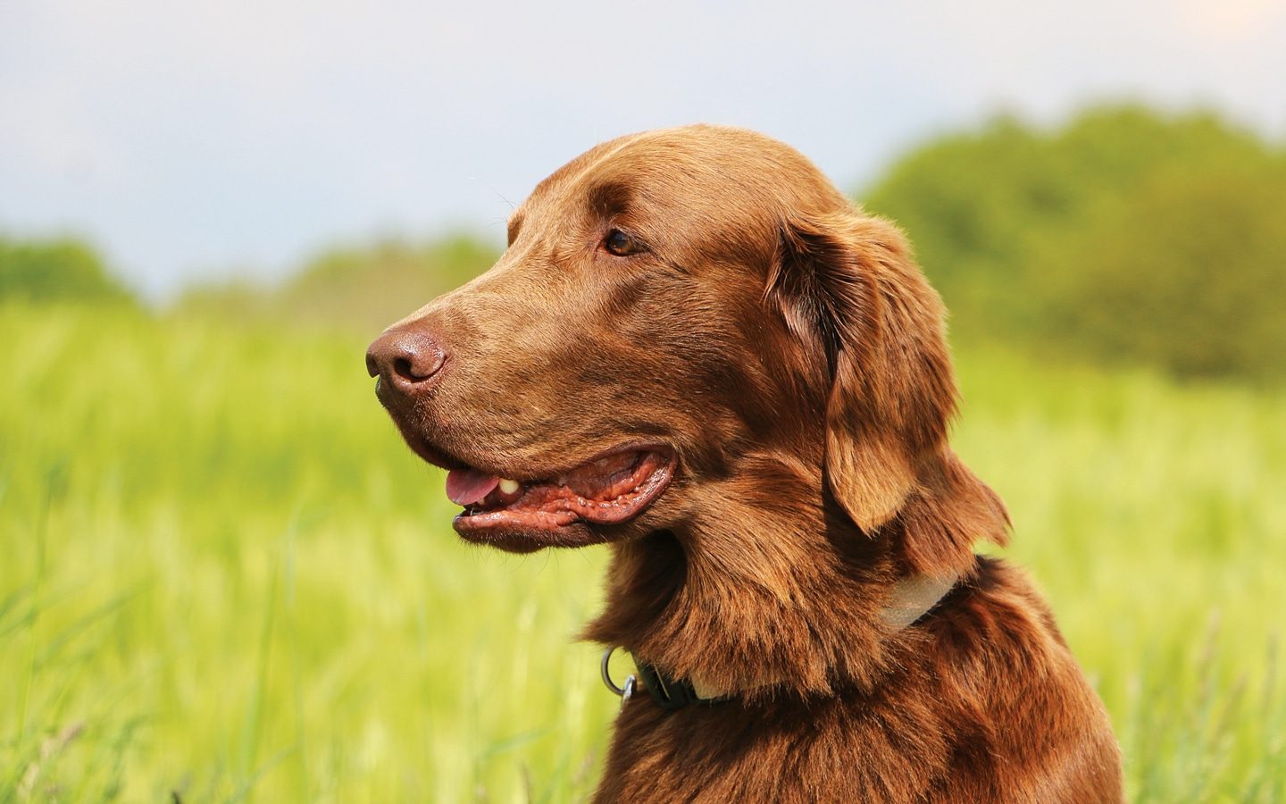 Flat-Coated Retriever