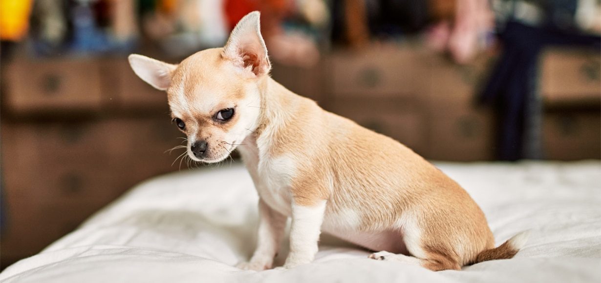 Grumpy chihuahua