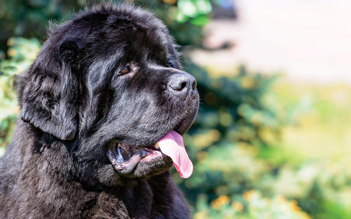 newfoundland dog