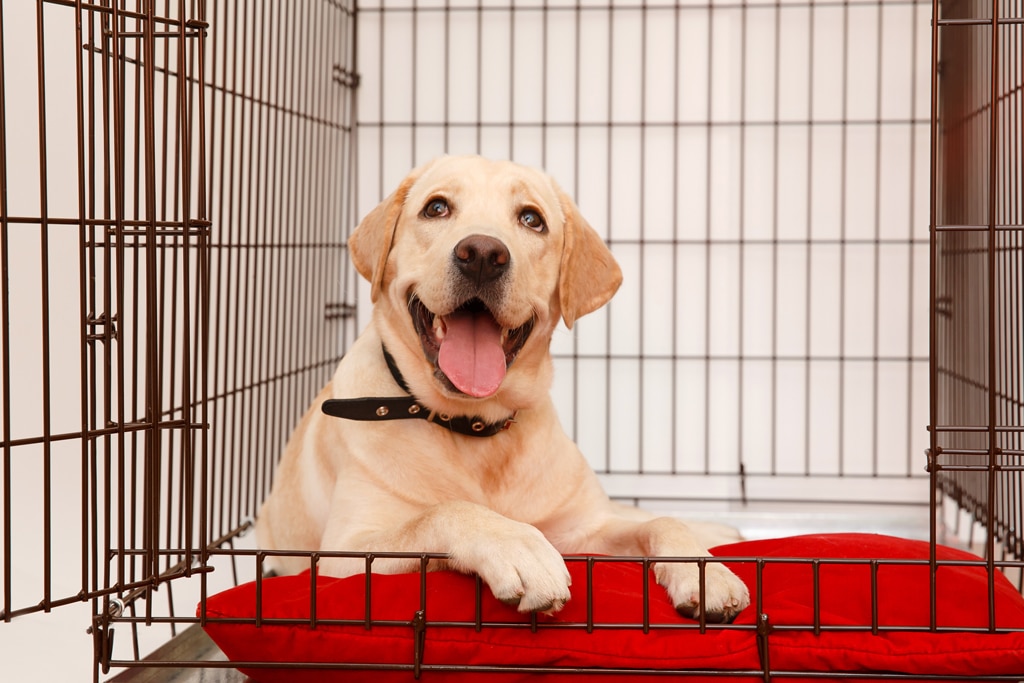 Happy puppy lying in his crate