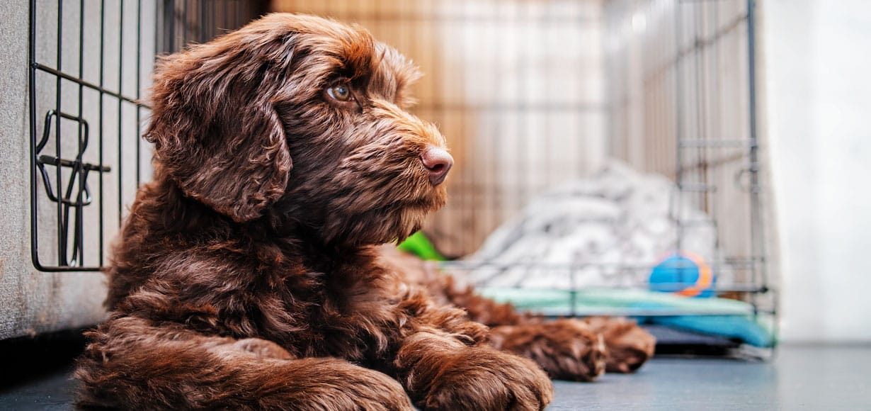 Fluffy brown puppy lying outside his crate