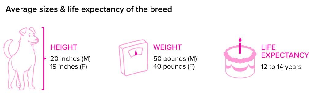 English Springer Spaniel breed statistics