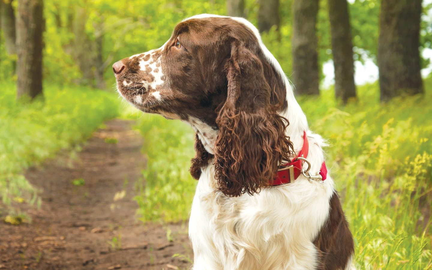 English springer spaniel