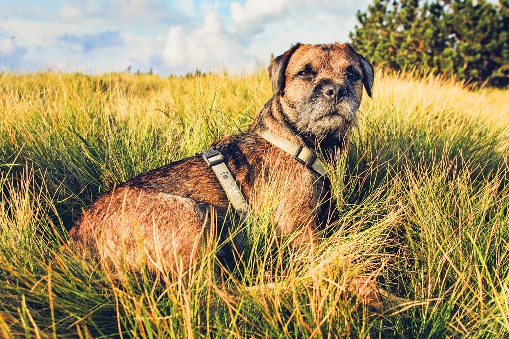 Dog Border Terrier Lying in the Grass at Sunset