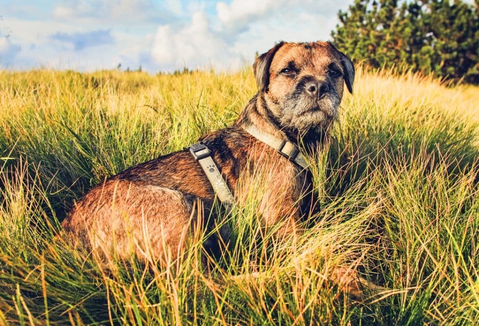 Dog Border Terrier Lying in the Grass at Sunset