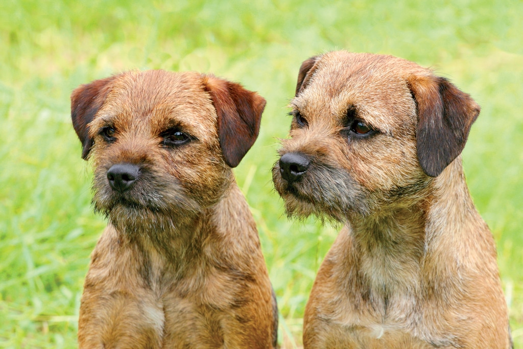 Two young border terriers outside