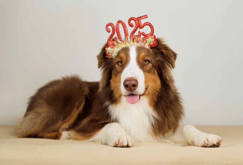 happy dog celebrating New Year's