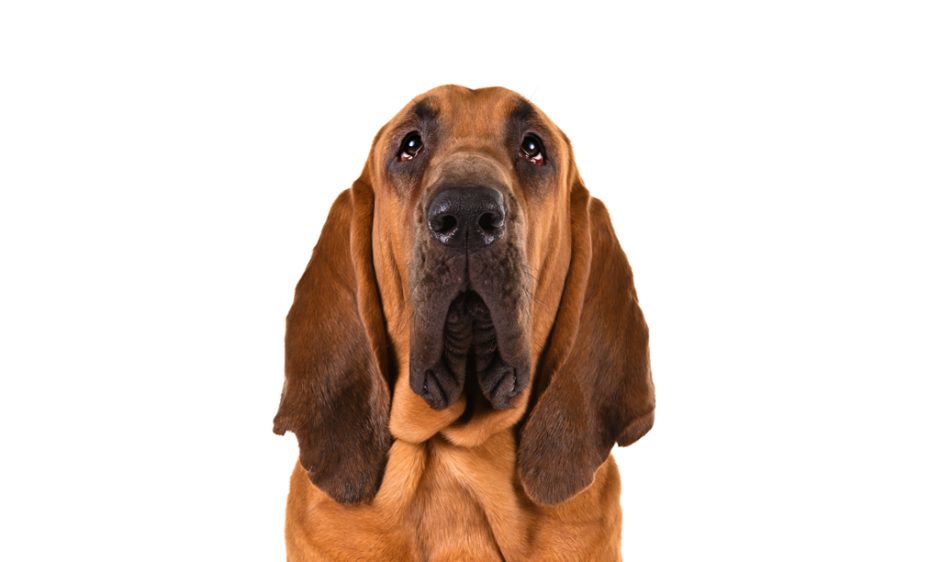 Bloodhound dog isolated on white background looking up