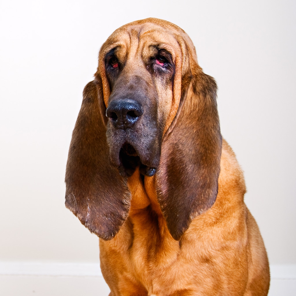 bloodhound