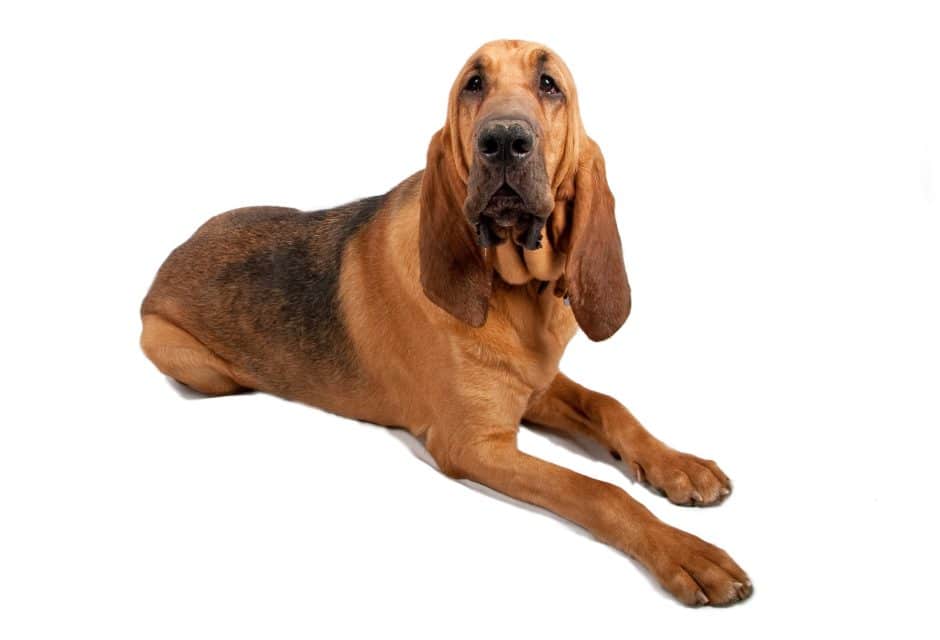 Adult Bloodhound laying down on white background