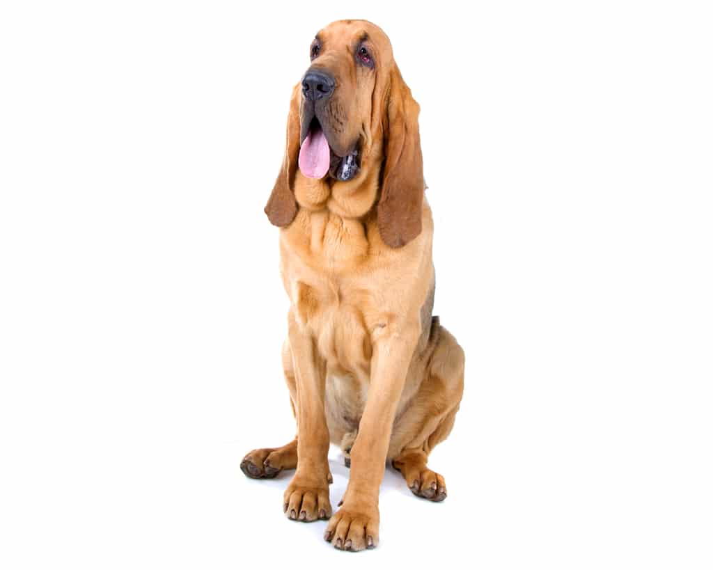 bloodhound