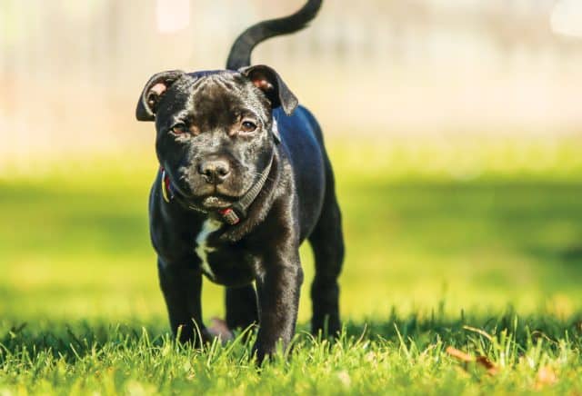 Black American Staffordshire Terrier puppy on the grass