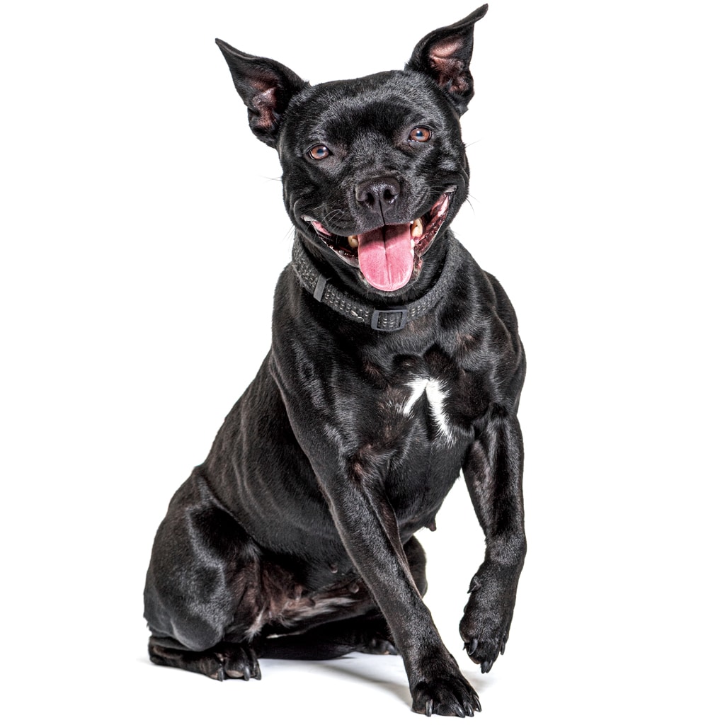 American Staffordshire Terrier smiling