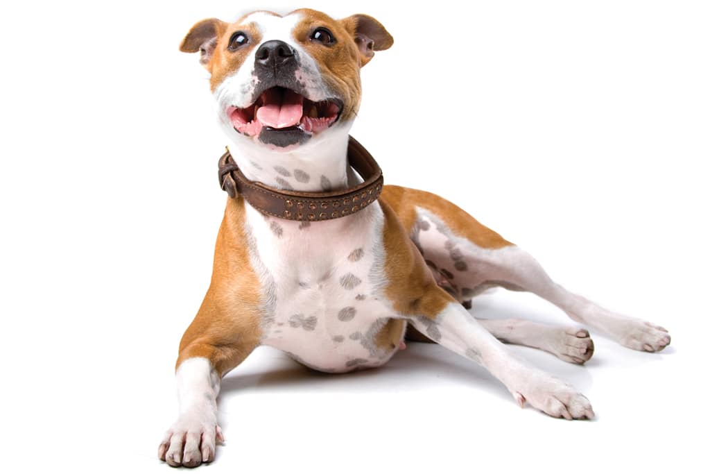 American Staffordshire Terrier lying down and smiling