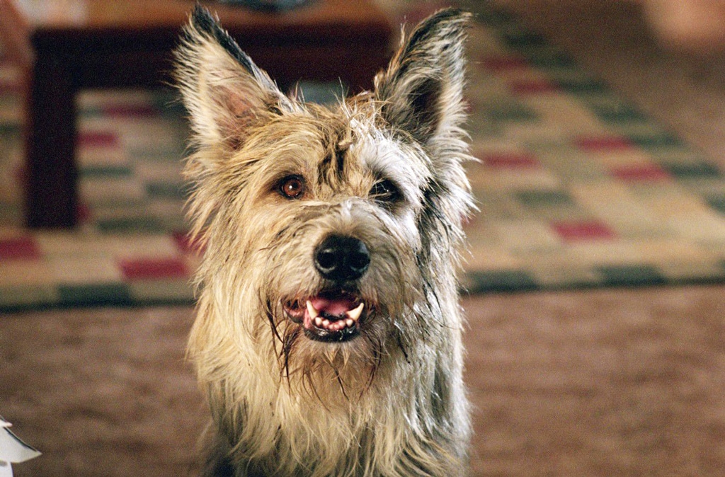 A still from the film Because of Winn Dixie featuring a Berger Picard dog