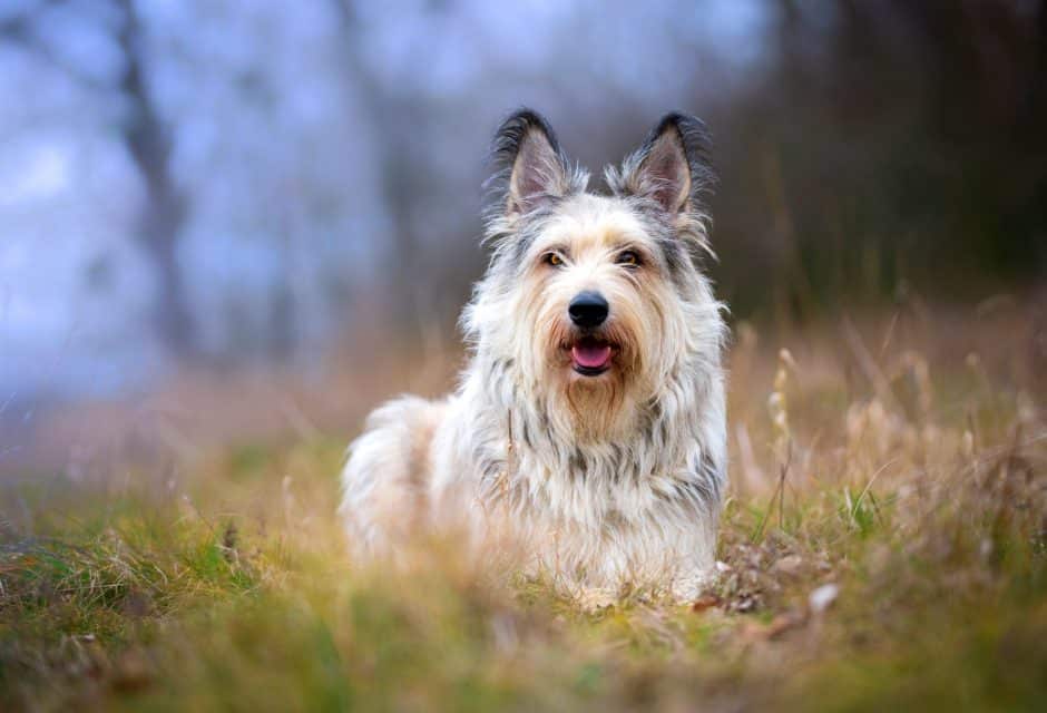 Berger Picard long-haired dog standing in a field