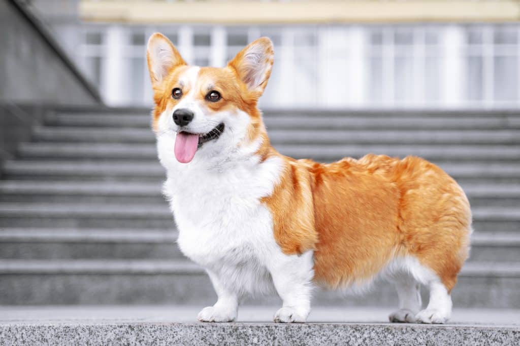 Cute Welsh Corgi dog sitting on the steps in the town. a dog in the city. Dog in urban landscape