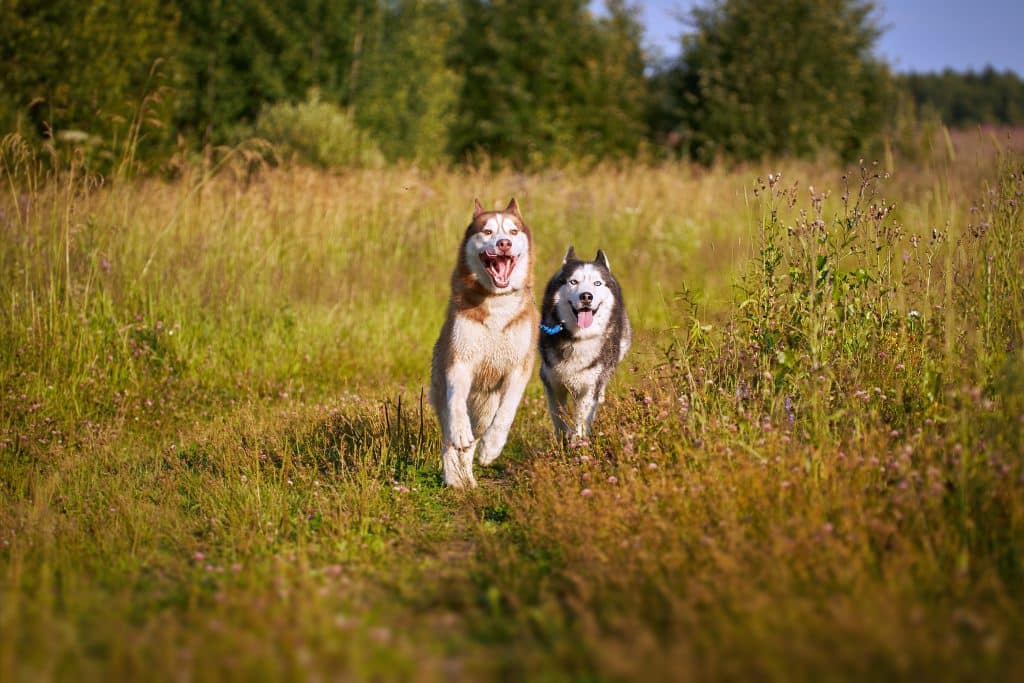 Huskies have fun playing on a walk in the park.