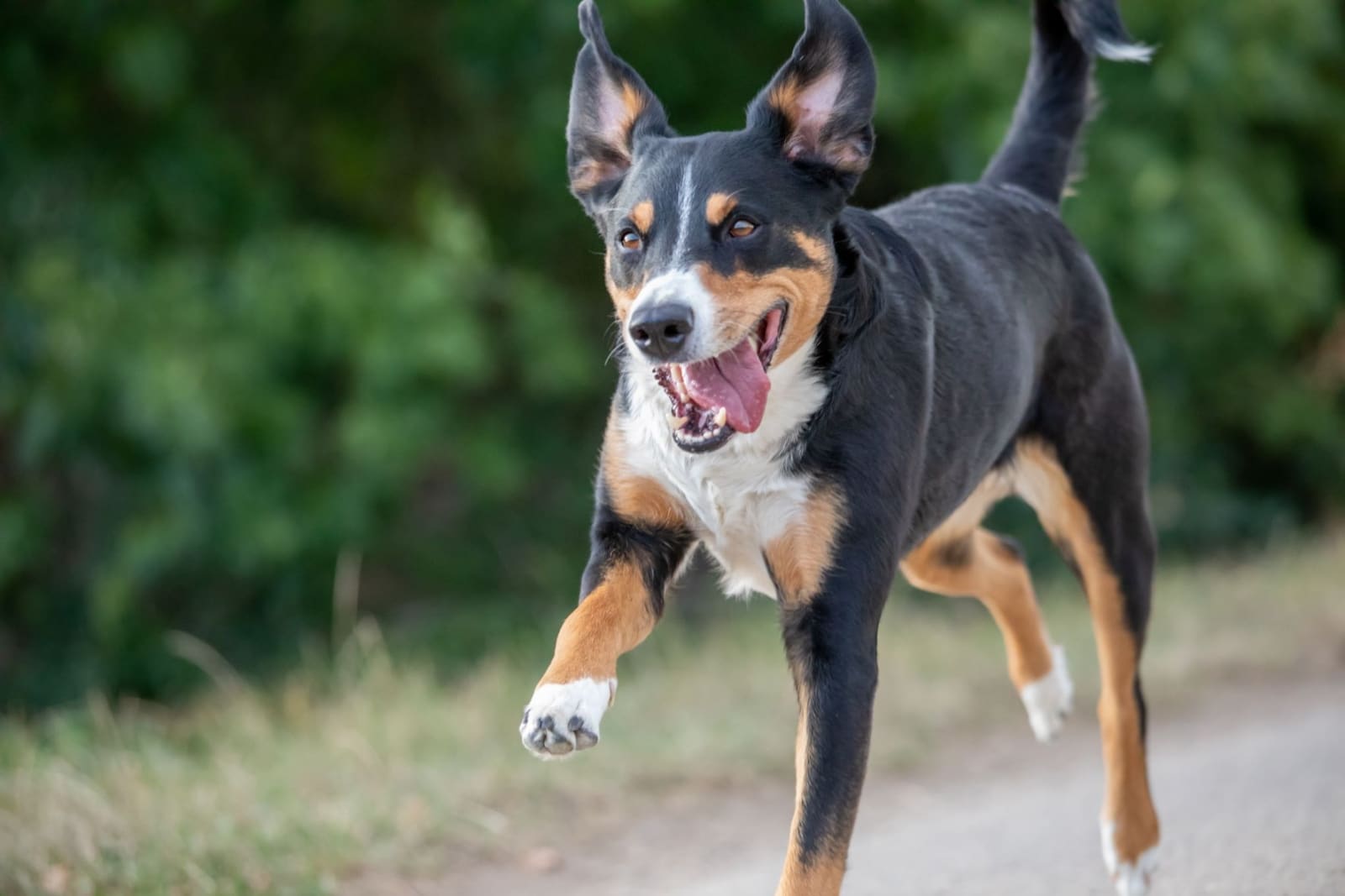 Top 10 sale most energetic dogs