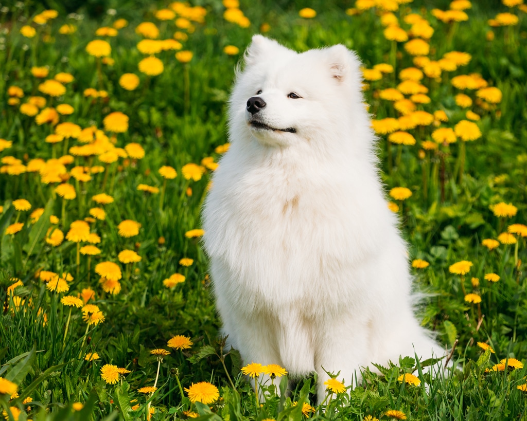 samoyed