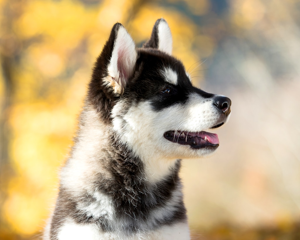 alaskan malamute puppy