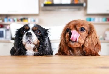 Two dogs sitting behind the kitchen table waiting for food