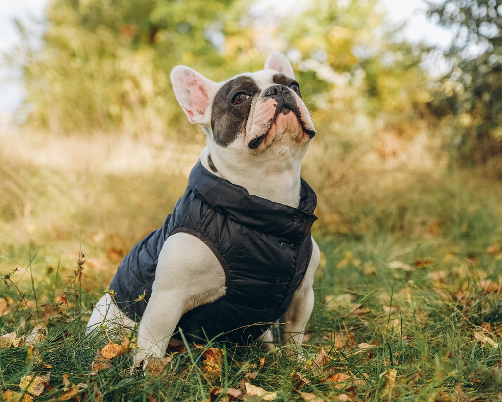 French Bulldog wearing a vest and sitting outside