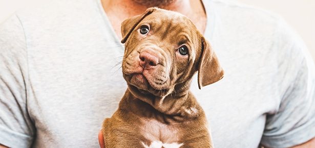 Puppy in a person's lap