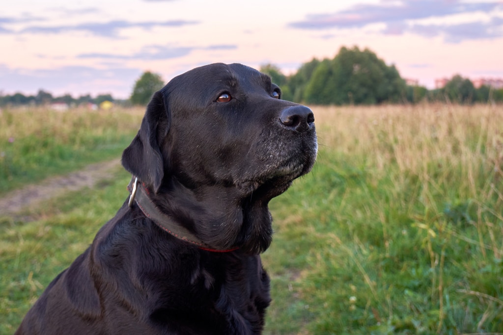 Black lab sitting in a field at sunset
