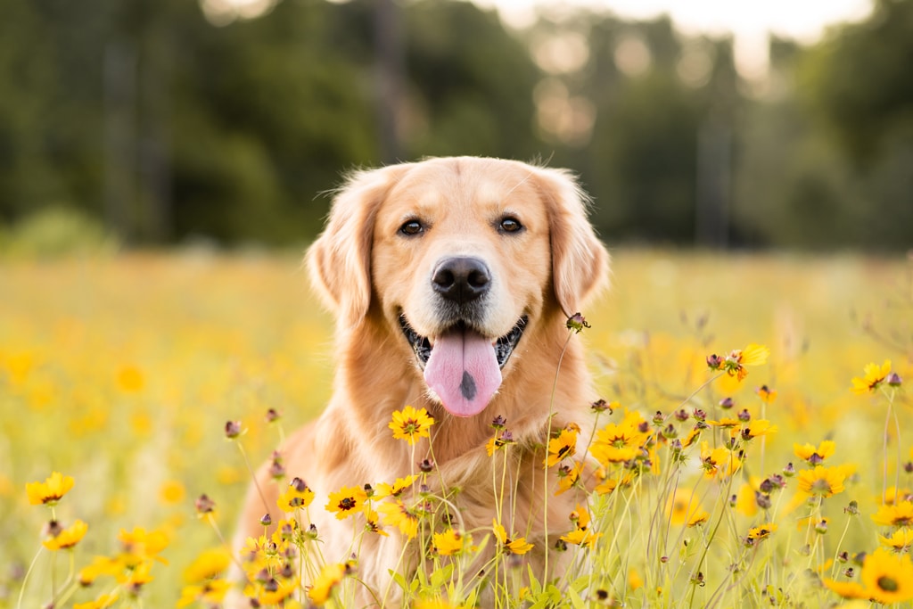 Golden Retriever sitting in a field with flowers