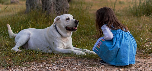 Little girl with yellow lab